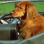 Viaggiare con il cane