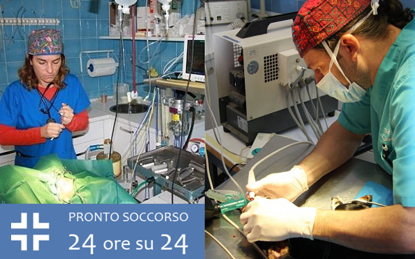 Ospedale Veterinario Ardenza (LIVORNO)  -  Tel. 0586504403 - Associazione Professionale Veterinaria Ardenza