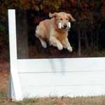 Addestramento del cane