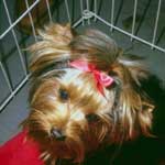 Pensioni per cani