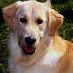 La salute del cane